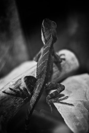 Black and white photography of a reptile, close-up of a wild reptileの写真素材