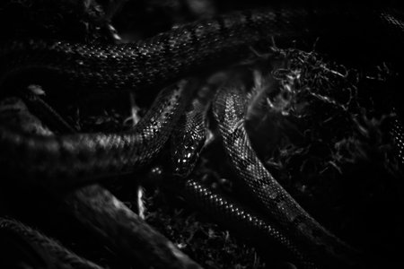 Stylish black and white photograph of a snake, play of light and shadow on snake scalesの写真素材
