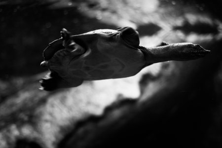 Black and white photograph of a sea turtle close-up, the play of light and shadow on the shell of a reptileの写真素材