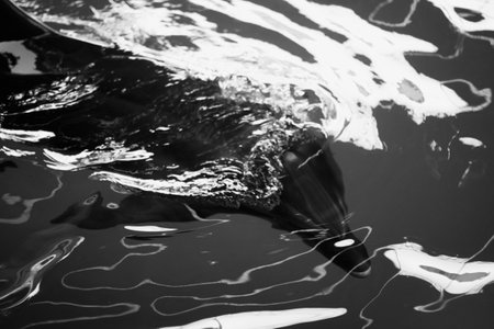 dolphin swimming in the waterの写真素材