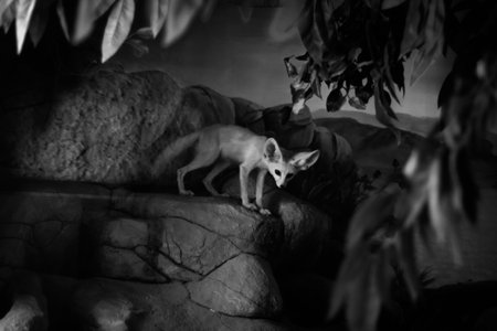 black and white portrait of fennec fox in the zoo