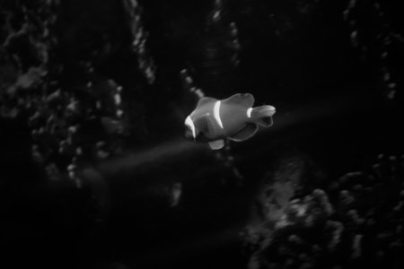 black and white photography of a clown fish swimming in the water, beautiful dark photography of marine lifeの写真素材