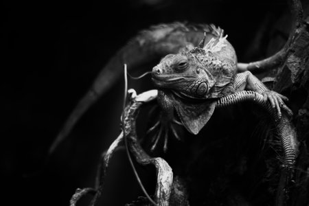 Black and white photography of a reptile, close-up of a wild reptileの写真素材