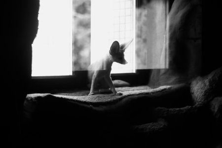 black and white portrait of fennec fox in the zooの写真素材