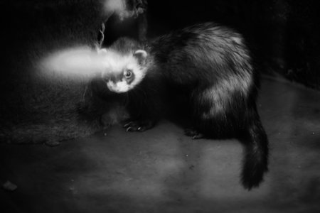 black and white photograph of a scared ferret at the zoo