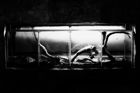 wild variegator with spiders, black and white photography of faunaの写真素材