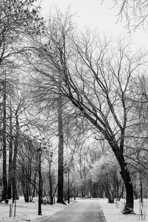 black and white photography of winter landscape, silhouettes of trees in frosty morningの写真素材