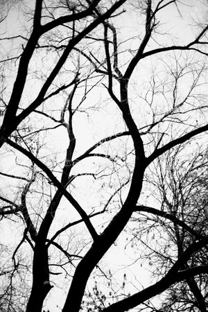 black and white photography of winter landscape, silhouettes of trees in frosty morningの写真素材