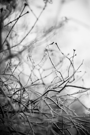 black winter landscape photography of forest flora, snow covered branches close-upの写真素材