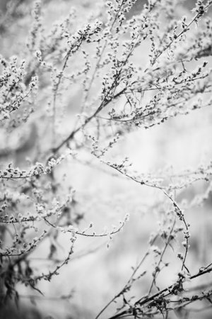 black winter landscape photography of forest flora, snow covered branches close-up