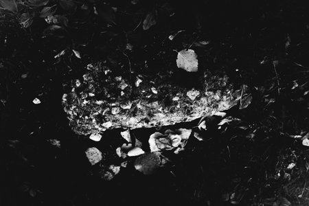 black and white photo of fallen dry maple leaves on the groundの写真素材
