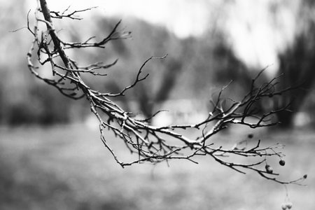 Landscape black and white photo, silhouettes of tree branches in the skyの写真素材