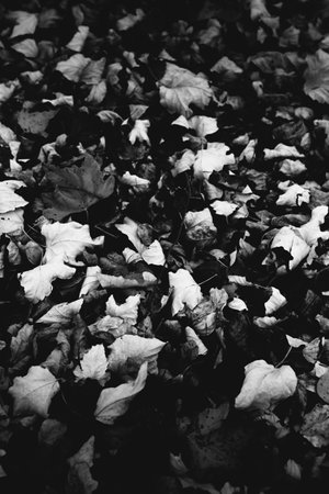 black and white photo of fallen dry maple leaves on the groundの写真素材