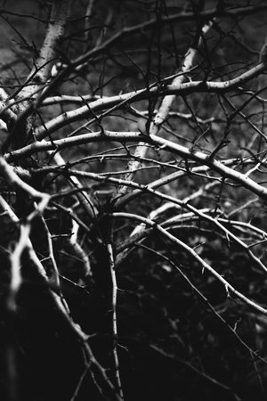 Landscape black and white photo, silhouettes of tree branches in the skyの写真素材