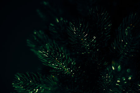 Color photo of a coniferous tree, the texture of a Christmas tree and needles close-upの写真素材