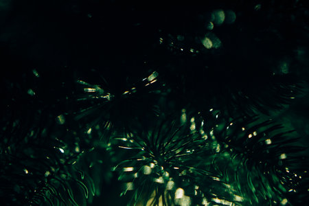 Color photo of a coniferous tree, the texture of a Christmas tree and needles close-upの写真素材