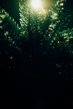 Color photo of a coniferous tree, the texture of a Christmas tree and needles close-up