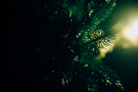 Color photo of a coniferous tree, the texture of a Christmas tree and needles close-up