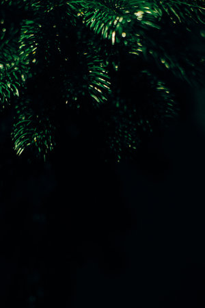 Color photo of a coniferous tree, the texture of a Christmas tree and needles close-upの写真素材