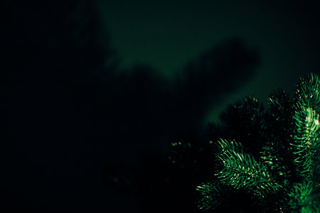 Color photo of a coniferous tree, the texture of a Christmas tree and needles close-upの写真素材