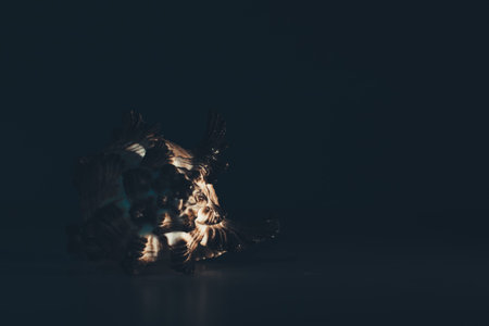 seashell on a dark background, the play of light and shadow on the texture of a clam shell