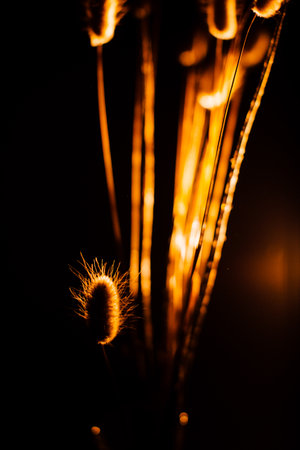 beautiful spikelets of dry plants close-up against the bright rays of the setting sun. Silhouettes of flowers on a dark background.の写真素材