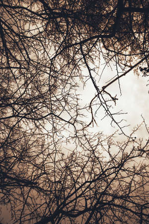 Landscape color photo, silhouettes of tree branches in the skyの写真素材