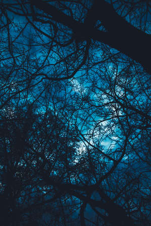 Landscape color photo, silhouettes of tree branches in the skyの写真素材