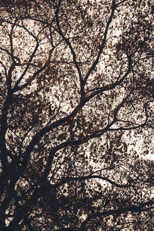 Landscape color photo, silhouettes of tree branches in the skyの写真素材