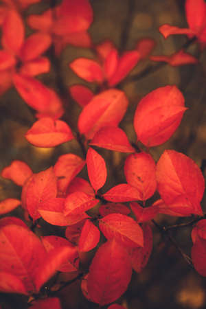 color photo of plants. red leaves of a shrub close-up. autumn macro landscapeの写真素材