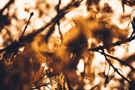 Landscape color photo, silhouettes of tree branches in the skyの写真素材
