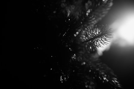 christmas concept, coniferous decorative Christmas tree. art photography and beautiful background...