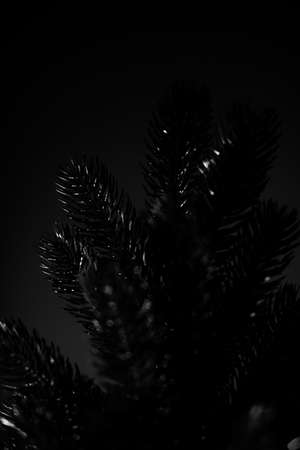 christmas concept, coniferous decorative Christmas tree. art photography and beautiful background blur. minimalism and space for textの写真素材