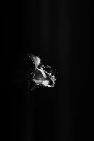 seashell on a black background, the play of light and shadow on the texture of a clam shellの写真素材