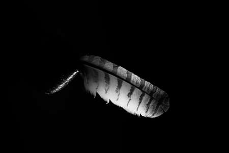 bird feather on black background, abstract animal backgroundの写真素材