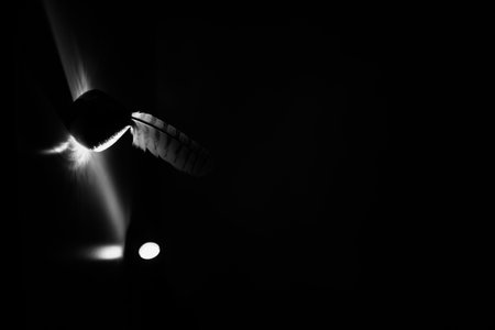 bird feather on black background, abstract animal background