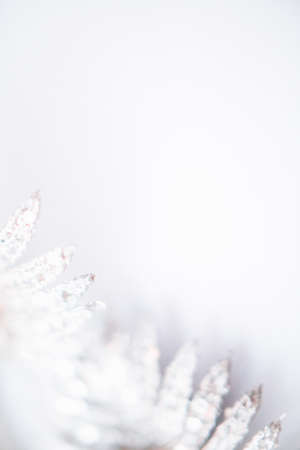 Silver tropical leaves close up on a white background. Abstract plant background, top view, space for textの写真素材