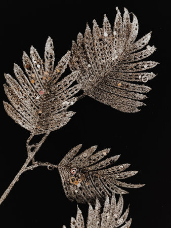 Silver tropical leaves close up on a dark background. Abstract plant background, top view, space for...