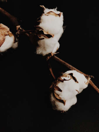 branch of cotton on a black background. Large cotton inflorescences, macro shot of a dry plant. Top view, space for textの写真素材