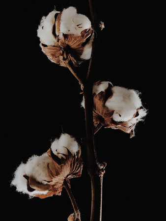 branch of cotton on a black background. Large cotton inflorescences, macro shot of a dry plant. Top...