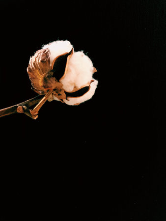 branch of cotton on a black background. Large cotton inflorescences, macro shot of a dry plant. Top...