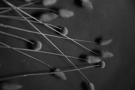 herbarium, pussies, bouquet of flowers on black background