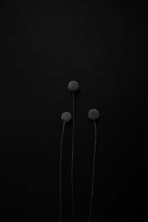 herbarium, pussies, bouquet of flowers on black backgroundの写真素材