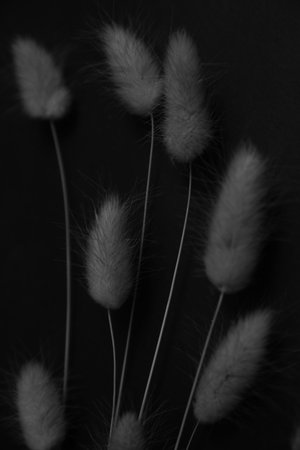herbarium, pussies, bouquet of flowers on black background