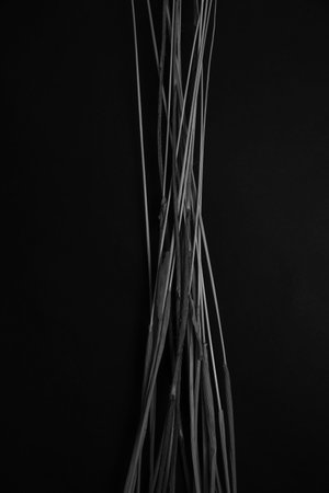 herbarium, pussies, bouquet of flowers on black background