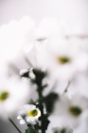 abstract floral background of white daisies, fuzzy photo of plants. space for text, beautiful blur...