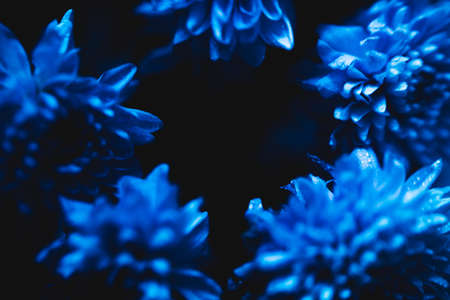 blue chrysanthemums, abstract floral backgroundの写真素材