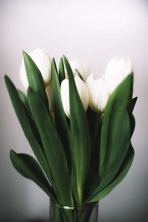 Bouquet of white tulips for March 8. Abstract floral background for International Women's Dayの写真素材