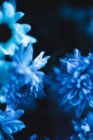 blue chrysanthemums, abstract floral backgroundの写真素材