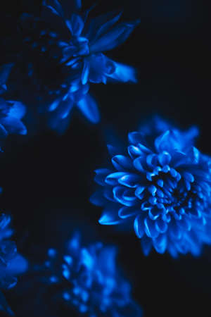 blue chrysanthemums, abstract floral backgroundの写真素材